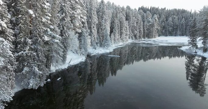 Tall fir trees are reflected in the mirror water. Ice lake in a fairy forest. Winter fairy tale in the northern taiga. The beauty of the nature of the north. Winter muted tones Christmas drone footage