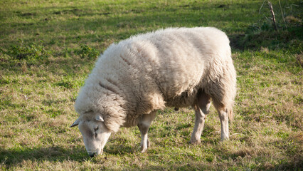 Obraz premium Ovejas lanosas pastando en pradera de hierba verde