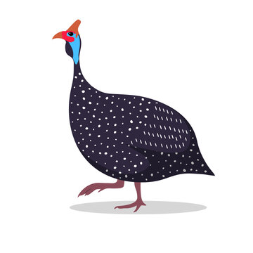 Guinea Fowl Cartoon Flat Illustration walking
