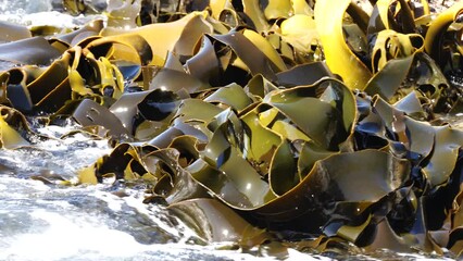 Seaweed and bull kelp growing on rocks in the ocean in australia. Waves moving seaweed over rock and flowing with the tide in Japan. Seaweed farm 