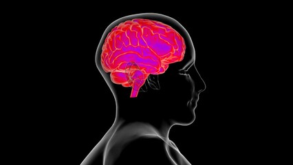 Human brain anatomy for medical concept 3D rendering