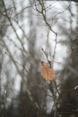 Oak Leaf. Lonely yellow oak leaf on a branch. One oak leaf on a branch in autumn or winter