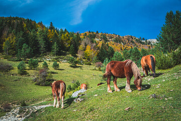 Ruta por la selva de Oza y el valle de Zuriza. La recogida de setas es habitual aquí, así como encontrarse con caballos salvajes o vacas que andan libres con el buen tiempo por los Pirineos. © Pablo
