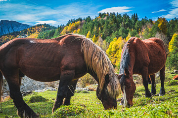 Ruta por la selva de Oza y el valle de Zuriza. La recogida de setas es habitual aquí, así como encontrarse con caballos salvajes o vacas que andan libres con el buen tiempo por los Pirineos. © Pablo
