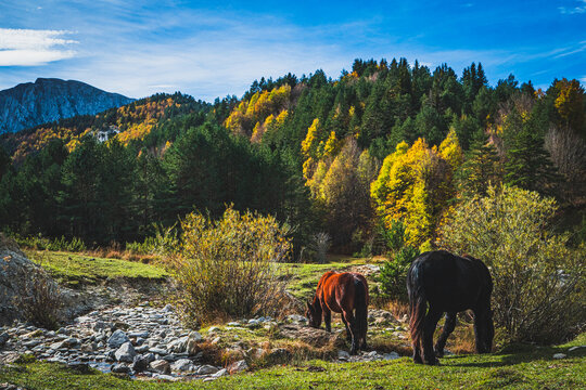 Ruta por la selva de Oza y el valle de Zuriza. La recogida de setas es habitual aqu&iacute;, as&iacute; como encontrarse con caballos salvajes o vacas que andan libres con el buen tiempo por los Pirineos.