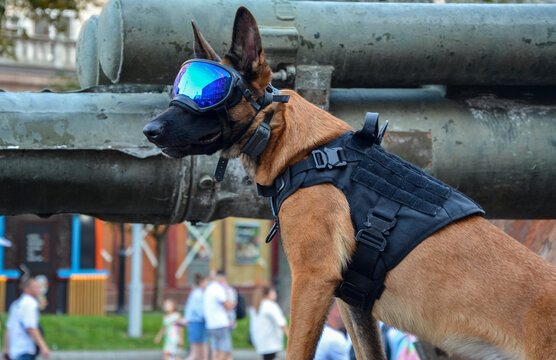 A military working dog is shown outfitted consisting of a vest and eye protection mask in Kyiv during an exhibition of destroyed russian military equipment