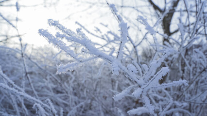 jpge camera around the frozen branch of the winter tree