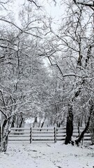 snow-covered trees and fence in the park