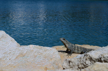 lizard on rock