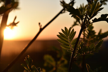 Beautiful mountain ash leaves in the summer setting sun. Beautiful yellow sunset and green leaves in summer.