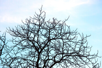 tree branches without leaves against the blue sky. autumn season in nature