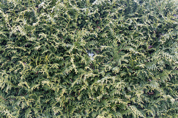 Beautiful texture of light Green brunches of thuja bushes