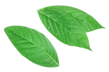 fresh avocado leaves isolated on white background