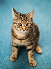 Fototapeta na wymiar Cute and handsome tabby cat on a blue carpet. The model has tiger style fur and is in relaxed state. Home pet. Selective focus.