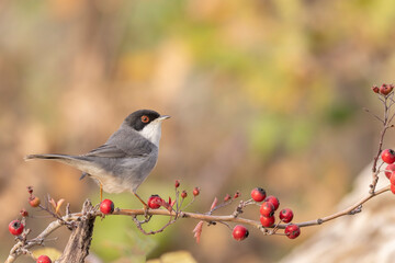 Sardinian warbler male (Sylvia melanocephala)