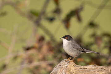 Sardinian warbler male (Sylvia melanocephala)