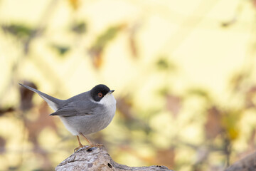 Sardinian warbler male (Sylvia melanocephala)