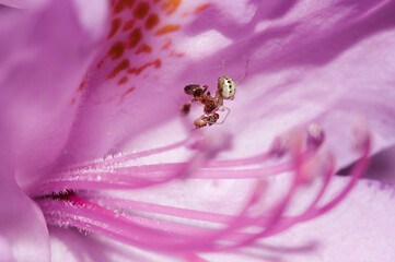 little spider small profit