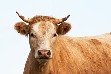 Portrait of the cow