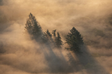 Wonderful foggy landscape with fir trees. Misty autumn background with low clouds in the mountain forest at sunrise. Black Forest,Germany.