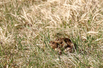 Pair of the brown frog in a grass - reproduction