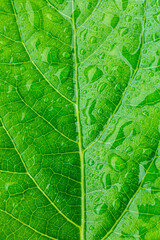 water droplets on green leaf macro,fresh green leaf with water droplets,Carbon Neutrality,Leaf,Environmental Conservation,Green Color,Water,