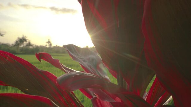 Cordyline fruticosa in the rice fields at sunset. Famous plant in Bali. It is used in spiritual and religious ceremonies, cooking, healing. For protection from evil spirits and negative energy. 4K