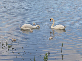 Fototapeta premium Swan family swimming in the lake