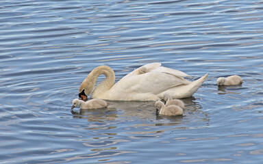 Mother swan and cygnets foraging in the lake -Cygnus olor