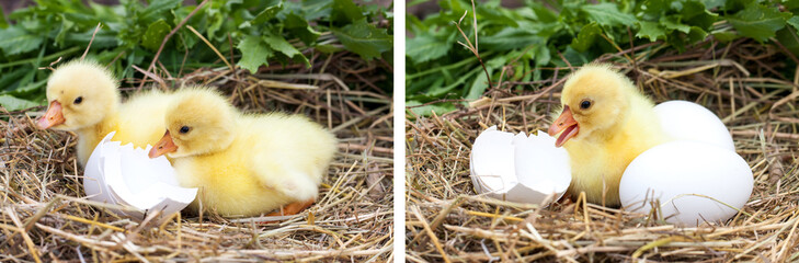 two little domestic gosling with broken eggshell in straw nest