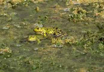 Frogs mating in summer in Grosskochberg thuringia