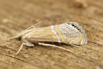 Detailed closeup on the small, colorful Mediterranean Belted Grass-Veneer, Euchromius ocellea