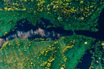 Drone morning forest in fog