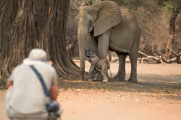 On a safari in Africa:  tourist from behind on a safari walk in open space is photographing elephants, mother and calf in background of dry forest of ManaPools, Zimbabwe.