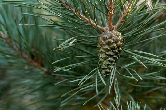Green young pine cone on a tree at sunset, close-up. A pine branch with green needles and a coniferous cone in summer. Means of alternative medicine.
