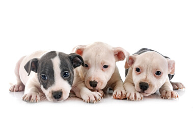 puppies staffordshire bull terrier