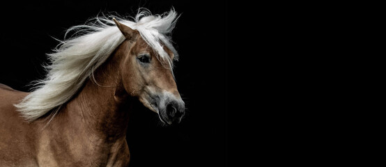 Beautiful horse against black background