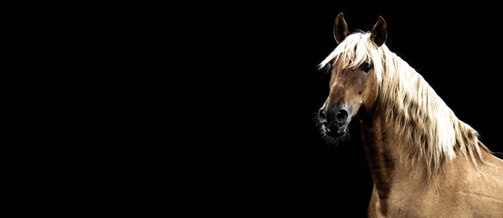 Beautiful horse against black background