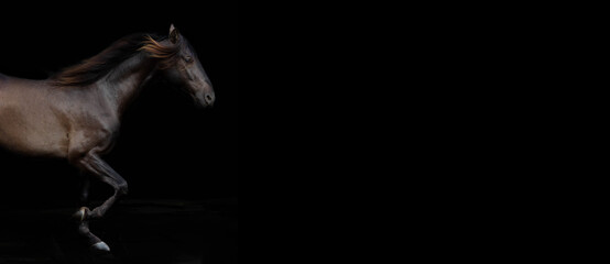 Fototapeta na wymiar Beautiful Stallion against black background