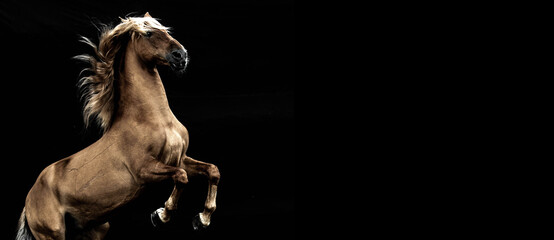 Beautiful horse against black background