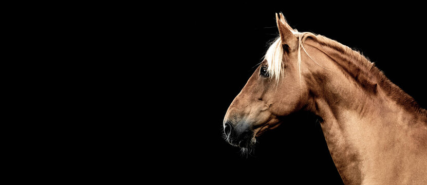 Beautiful horse against black background