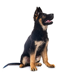 young german shepherd