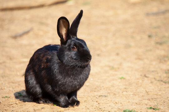 Schwarzes Kaninchen 