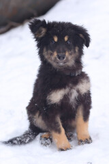 shepherd puppy closeup photo on white snow background