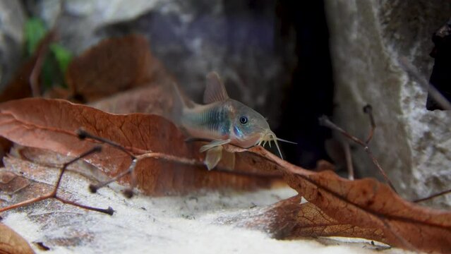 A bronze cory sitting on a leaf in an aquarium 