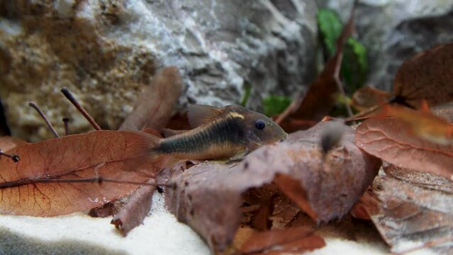 A bronze cory with a deformity sitting on a leaf in an aquarium 