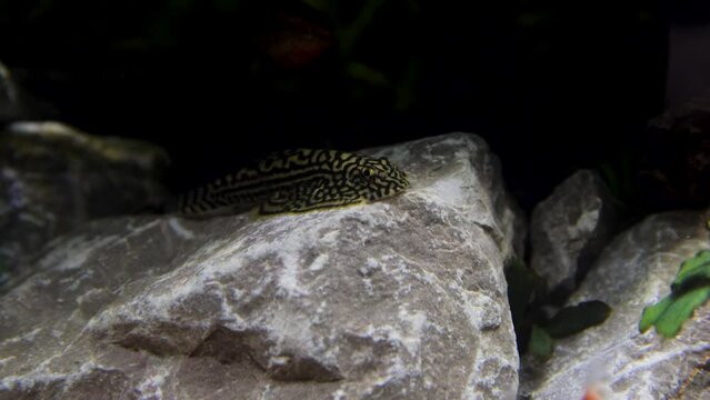 A hillstream loach on a rock, hill stream loach on a rock