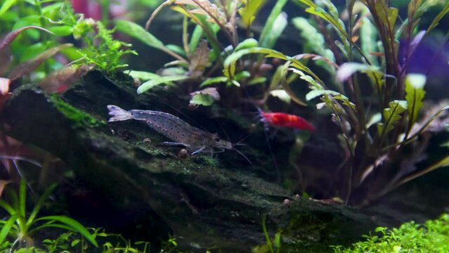 shrimp in an aquarium cleaning and working