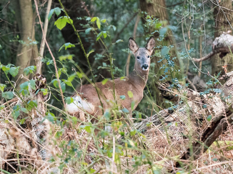 Female Roe Deer in a Wood © Stephan Morris 