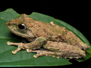 Close up of Frilled tree frog Rhacophrus Appendiculatus family Rhacophoridae